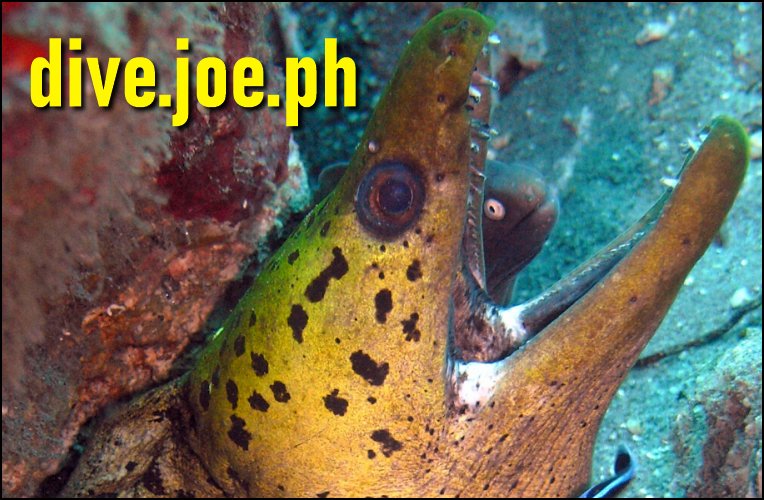 Scuba Joe Philippines